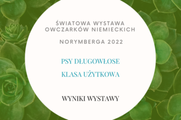 BSZS 2022 – wyniki wystawy – owczarki niemieckie długowłose – psy – GHKL
