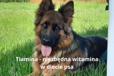 Tiamina – niezbędna witamina w diecie psa