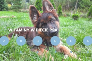 Witaminy w diecie psa